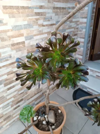 Maceta barro con suculenta Aeonium