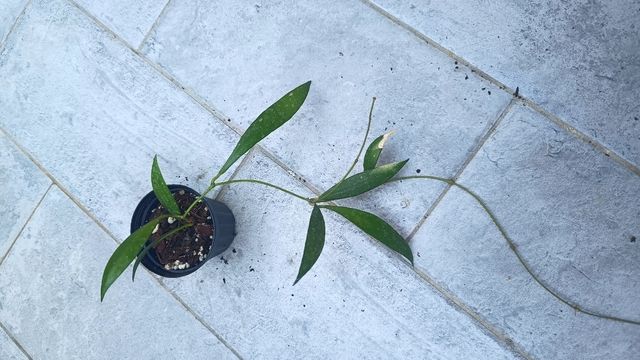 Hoya Sp. Sumatra