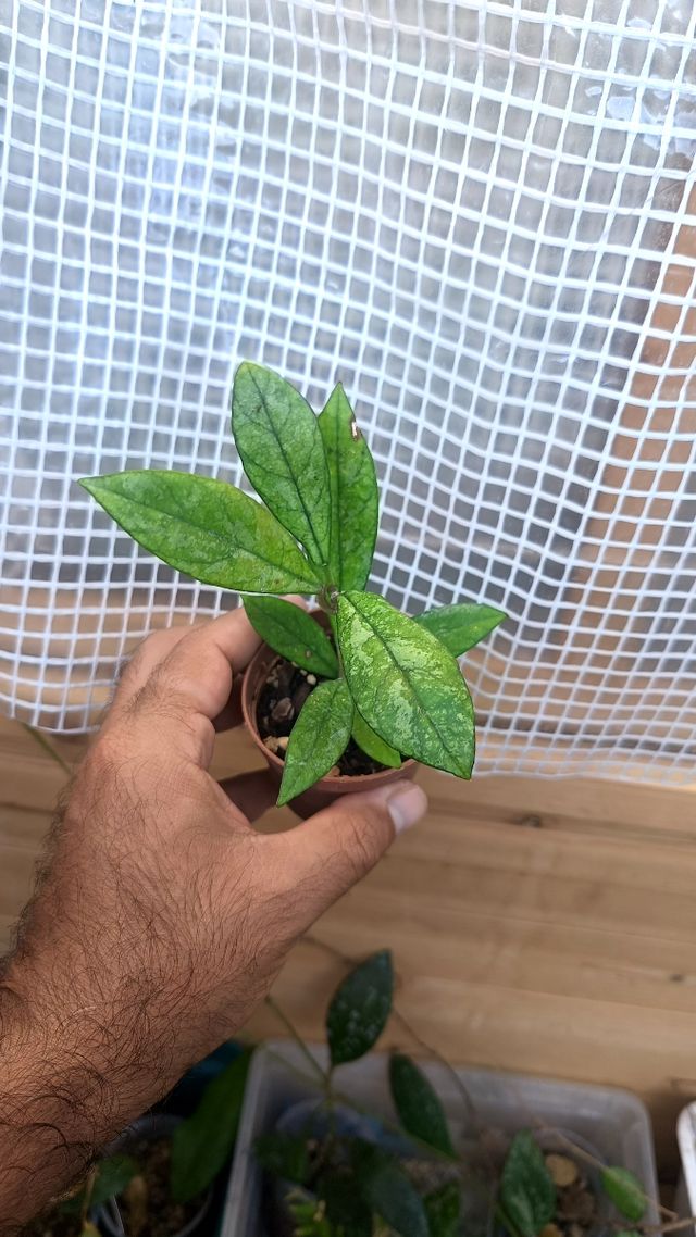 Hoya Crassipetiolata Splash Pianta