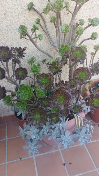 Maceta grande Aeonium rosa negra