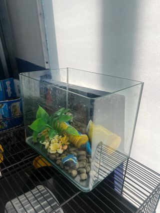 Pecera de Cristal con Decoración