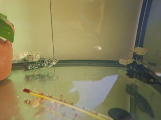 Pecera con accesorios