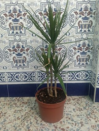 Planta dracaena margarita