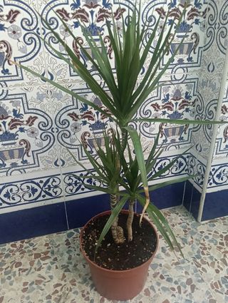 Planta dracaena margarita