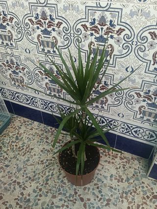 Planta dracaena margarita