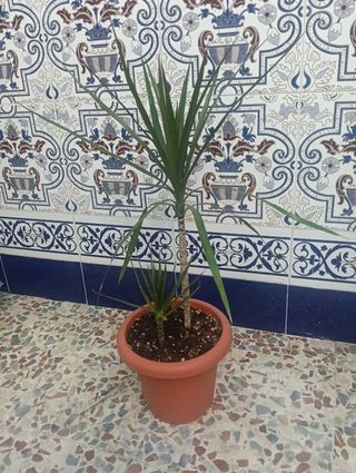 Planta dracaena margarita