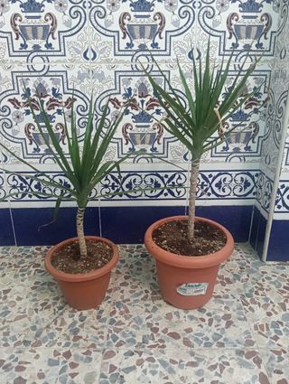 Plantas dracaena margarita