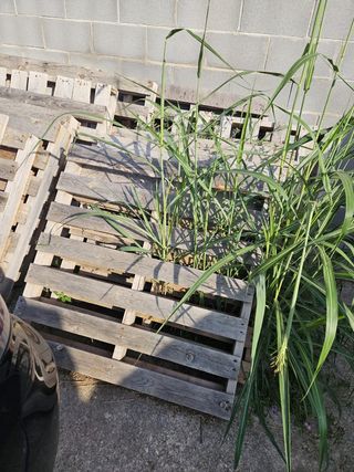 Palets de madera