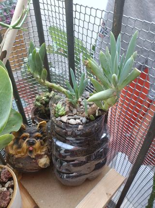 Cactus en maceta reciclada