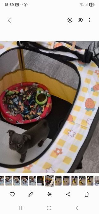 Parque para perros pequeños