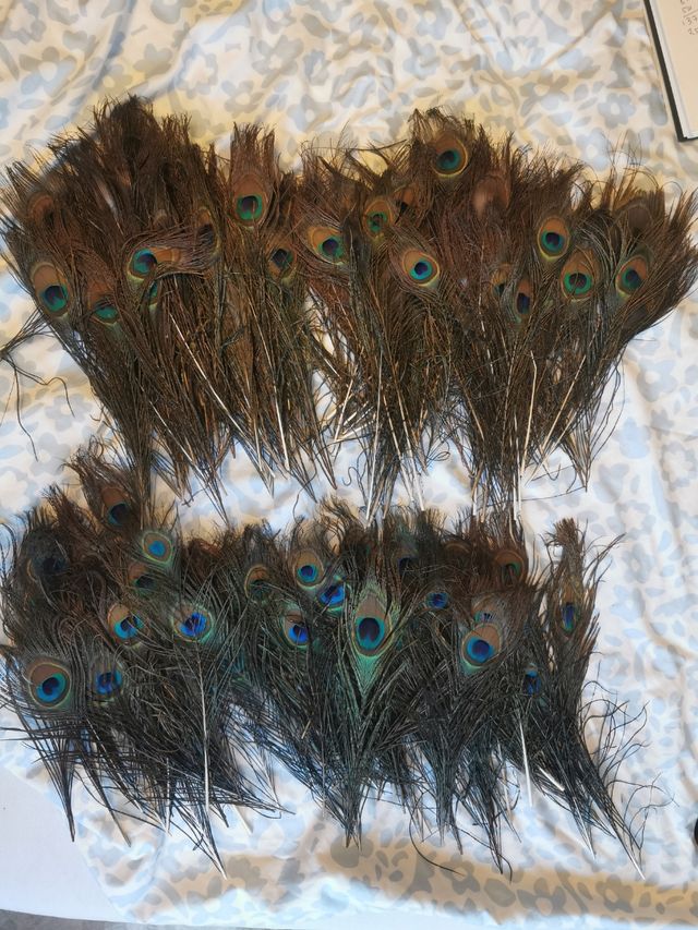 Plumas de pavo real cortas