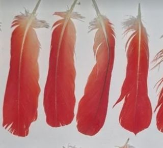 4 Plumas de Loro Yaco Rojas