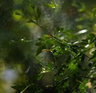 Carl Zeiss 135mm f/2.8