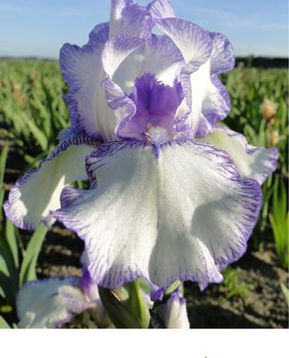 1 rizoma Iris Germanica Bold Print