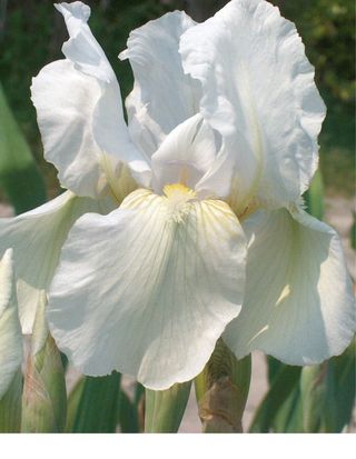 Rizoma Iris Germanica Bianco Fioritura