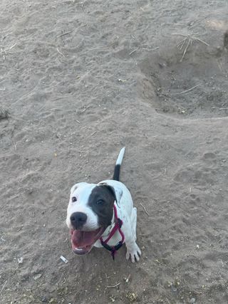 me ofrezco para pasear perros etc