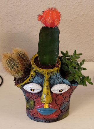 Maceta Cara con 3 Cactus