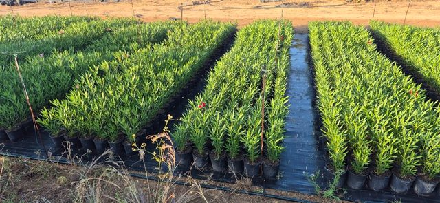 Adelfas en maceta C20 - 5L