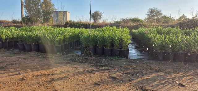 Adelfas en maceta C20 - 5L