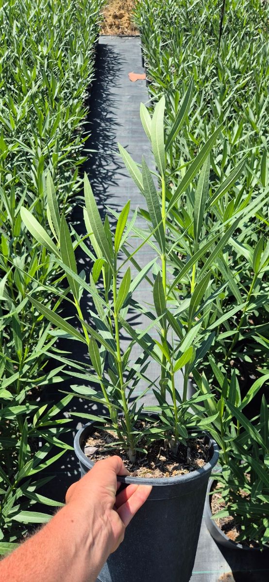 Adelfas en maceta C20 - 5L