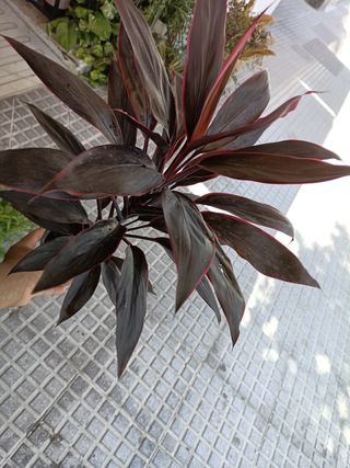 Dracaena cordyline (Planta de interior)