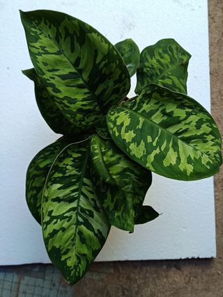 Homalomena camuflaje Planta de interior Ø12