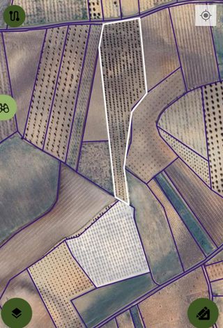 Venta de Olivar 1058 olivas.