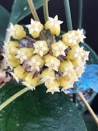 Hoya UT-038 - fiore