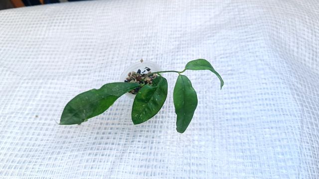 Hoya Amicabilis - pianta