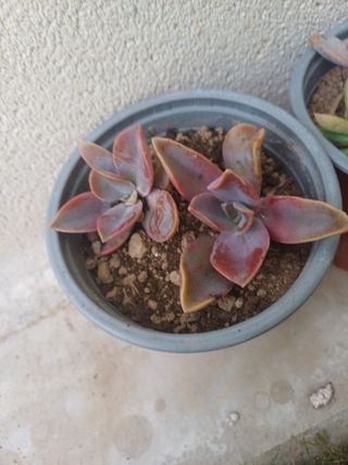 Suculentas en maceta