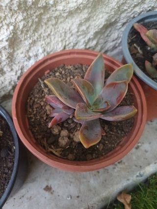 Suculentas en maceta