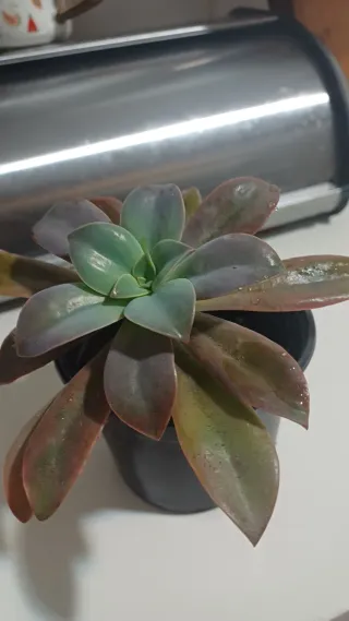 Suculentas en maceta