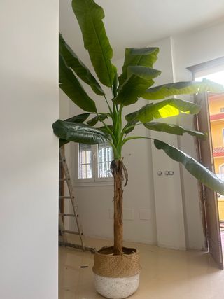 Planta artificial tipo palmera gigante
