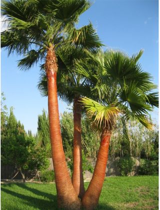 Poda de palmeras, poda en altura