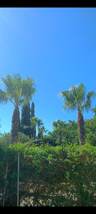 Poda de palmeras, poda en altura