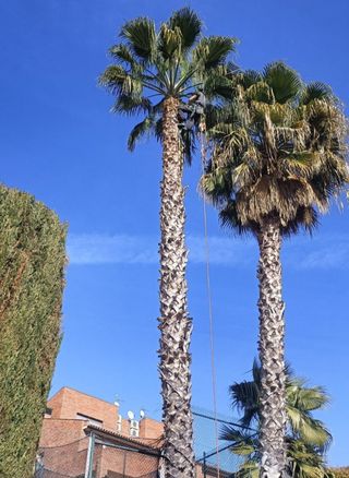 Poda de palmeras, poda en altura