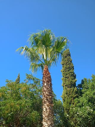 Poda de palmeras, poda en altura