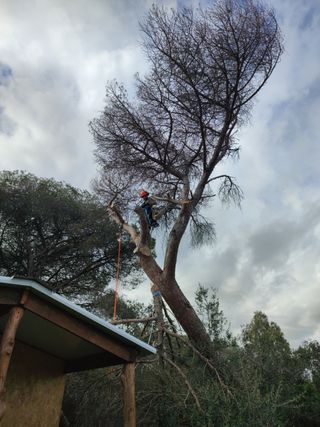 Poda de palmeras, poda en altura