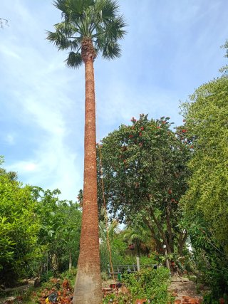 Poda de palmeras, poda en altura