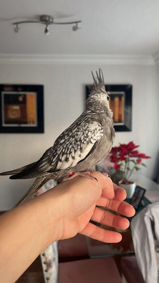 Jaula para pájaros negra con accesorios