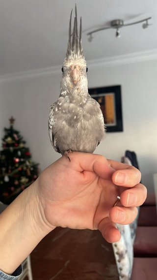 Jaula para pájaros negra con accesorios