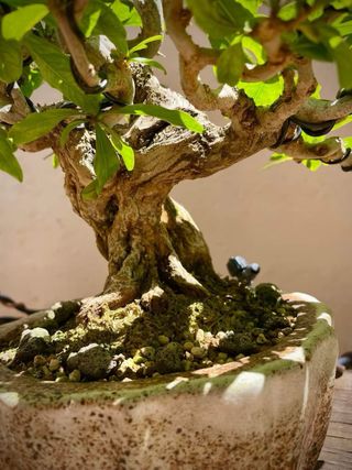 Bonsai Nejikan Shohin
