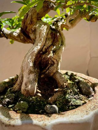 Bonsai Nejikan Shohin