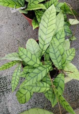 Hoya Callystophylla - Pianta con foglie uniche