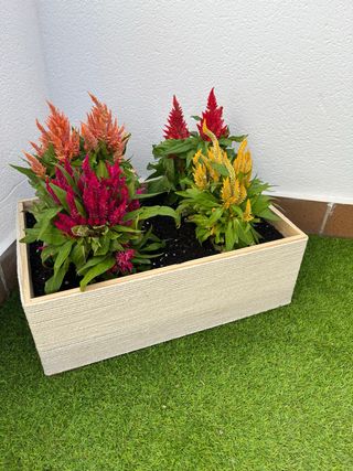 MACETA + PLANTA