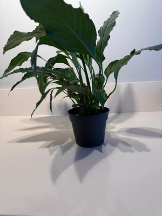 Planta de la paz