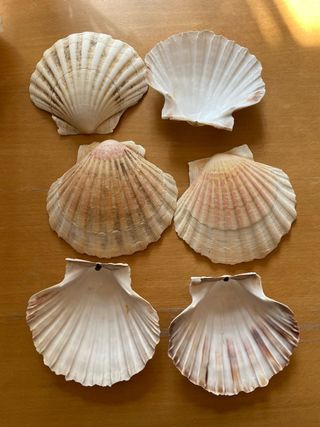 6 Conchiglie Capasanta Pulite