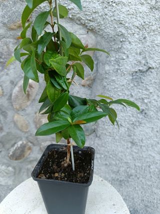 Eugenia uniflora gigante Pitangao