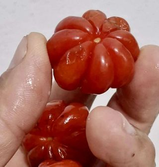 Eugenia uniflora gigante Pitangao