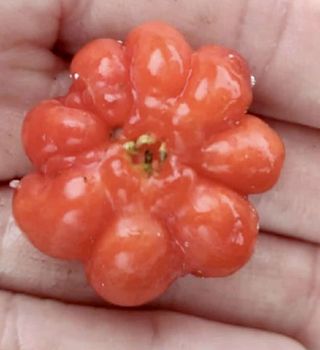 Eugenia uniflora gigante Pitangao